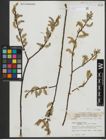 Foto von Salix rigida Muhl.